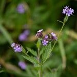 Verbena lasiostachys പുഷ്പം