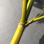 Phyllostachys aurea چھال