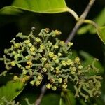 Cheiloclinium anomalum Fruit