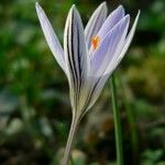 Crocus reticulatus 花