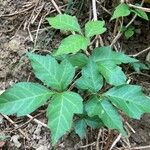 Toxicodendron radicansList