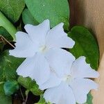 Thunbergia fragrans Flower