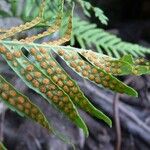 Polypodium interjectum Other