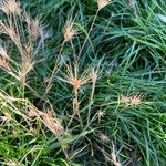 Aegilops geniculata Fruto