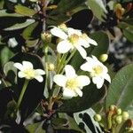 Baloghia drimiflora Λουλούδι