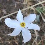 Narcissus serotinus Flower