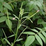 Epilobium cylindricum Habitus