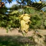 Carpinus japonica ഫലം
