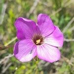 Oxalis trollii Λουλούδι