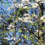 Cornus nuttallii Flor