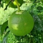 Citrus maximaFruit