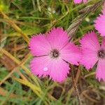 Dianthus pavonius Flower