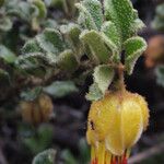 Darwinia virescens Hoja