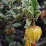 Darwinia virescens