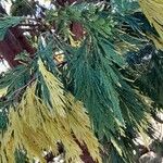 Calocedrus decurrens Leht