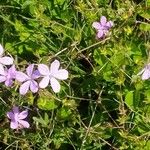 Geranium asphodeloides 花