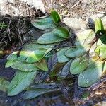 Potamogeton polygonifolius Leaf