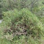 Lonicera alpigena Συνήθη χαρακτηριστικά