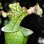 Sarracenia leucophylla Hoja
