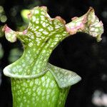 Sarracenia leucophylla 葉