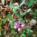 Vinca minorFlor