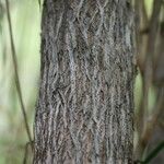 Hubertia ambavilla 樹皮