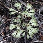 Schizaea dichotoma Leaf