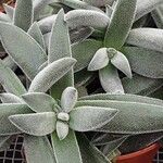 Crassula mesembryanthoides Hostoa