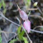 Serapias lingua Flor