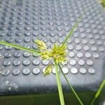 Cyperus polystachyos 花