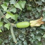 Cucurbita maxima Frucht