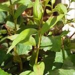 Persicaria odorata Blad