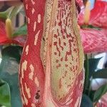 Nepenthes spp. Other