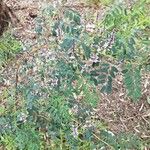 Indigofera australis Květ