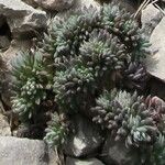 Sedum hispanicum Blatt