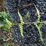 Athyrium schimperi List