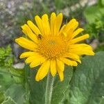 Doronicum grandiflorum Bloem