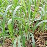 Panicum maximum Hoja