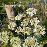 Heracleum sibiricum Flower