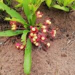 Brackenridgea arenaria Плод