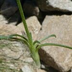 Silene ciliata برگ