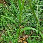 Solidago giganteaFoglia