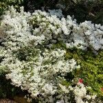 Rhododendron decorum Flor