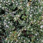 Cotoneaster dammeri Blad