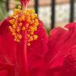 Hibiscus fragilis Квітка