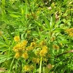 Cyperus strigosus花