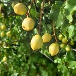 Prunus ilicifolia ഫലം