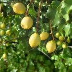 Prunus ilicifolia Fruit