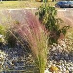 Muhlenbergia capillaris পাতা