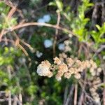 Spiraea cantoniensis Blüte
